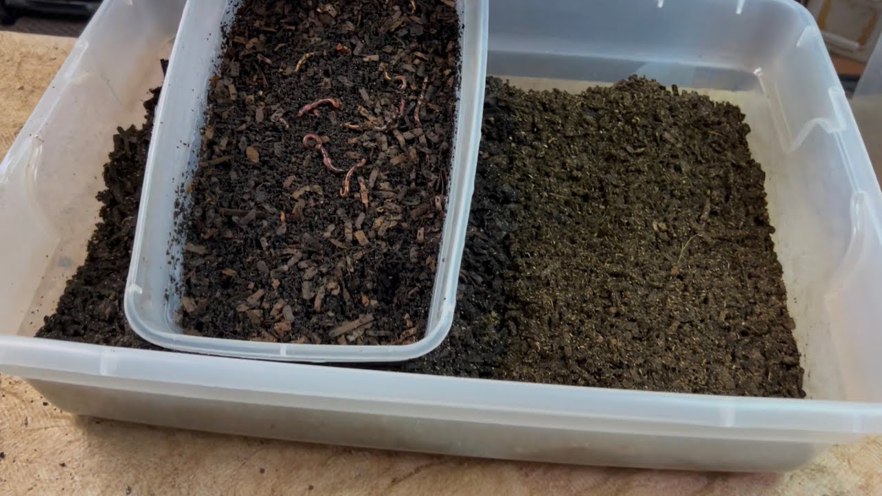 New Breeder Bin! Cow Manure in Feed Zone, Not Mixed In!