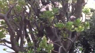 Winter tips for a feng shui garden