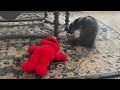 Tickle Me Elmo Riley 1