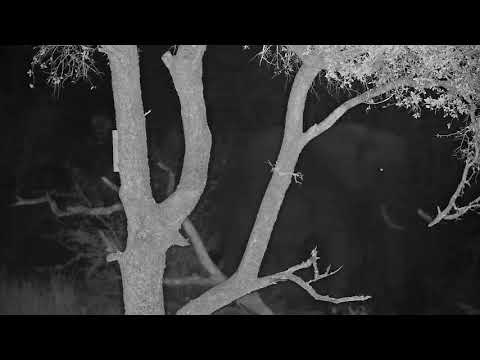 Djuma: Lone Elephant bull on the dam wall - 20:53 - 10/18/21