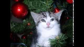 Little things mean a lot ,TV ad