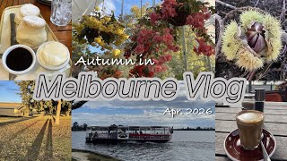 【Melbourne Vlog】Day trip to Monbulk & Ballarat / Chestnut picking / Botanical Gardens / 秋のメルボルン