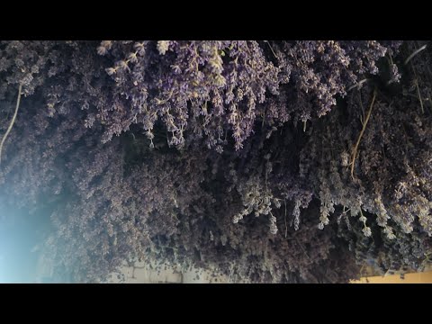 Proizvodnja sušenog cveta lavande i lavandinog čaja