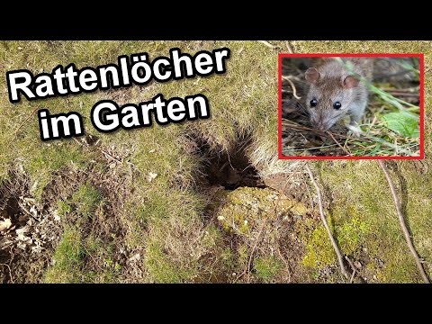 Rattenlöcher im Garten erkennen & Ratten loswerden