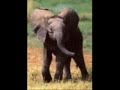 Henry Mancini - Baby Elephant Walk 