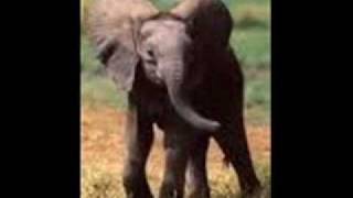 Henry Mancini - Baby Elephant Walk