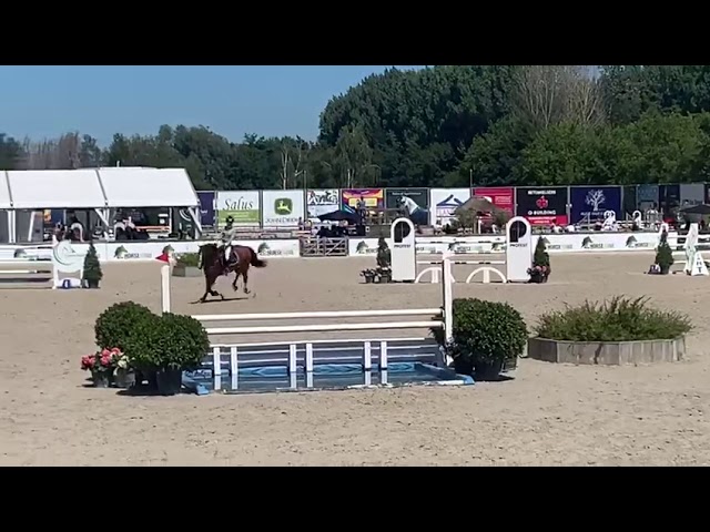 Mother of this Frozen Embryo is the CSI 1.45m jumping mare Decibelle du Seigneur with rider Constance Adam.