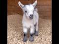 goat video clip || goat crying | hungry | beautiful goat | #shorts #viral #goat #cute ‎@Animals_Home