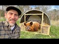 Building A Moveable Kune Kune Pig Shelter