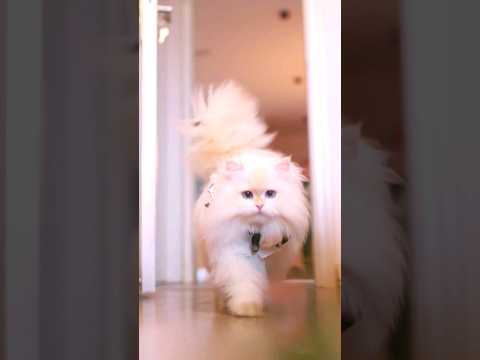 fluffy Persian Cat walking 😍 #shorts #persiancat  #fluffycat