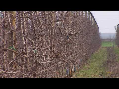 Reč struke ep. 211 18.10.2018. NAJAVA