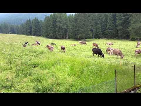 mucche al pascolo (Croce di Salven)