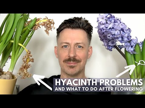 7 Probleme mit Hyazinthen im Innenbereich und was nach der Blüte zu tun ist