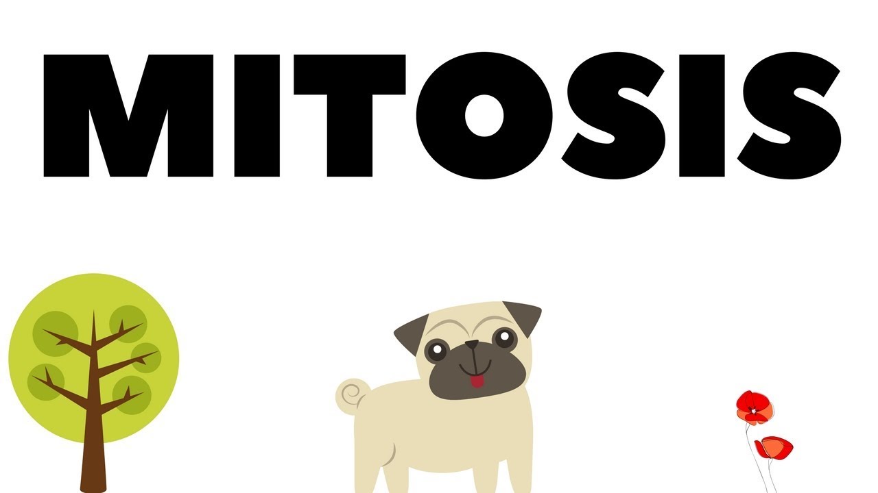 Mitosis celular | Fases, citocinesis y más; explicado visualmente 😌