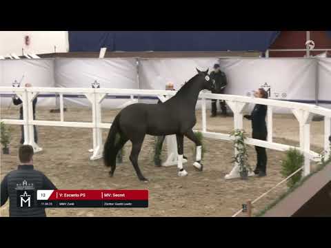 Premienhengst Epic Zone PS (Escanto PS x Secret x Zonic) line the Sondra