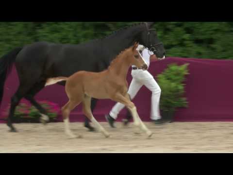 KN 35 HF v. Danciano - Samarant