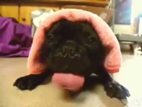 ADORABLE DOG GOES SLURP SLURP