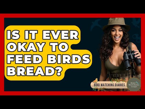 Is It Ever Okay To Feed Birds Bread? - Bird Watching Diaries