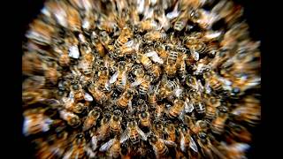 The Strange Mystery of Microbial, Hive and Swarm Intelligence