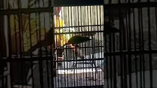 Download lagu suara burung Takur Tohtor mp3 Download lagu suara burung Takur Tohtor mp3