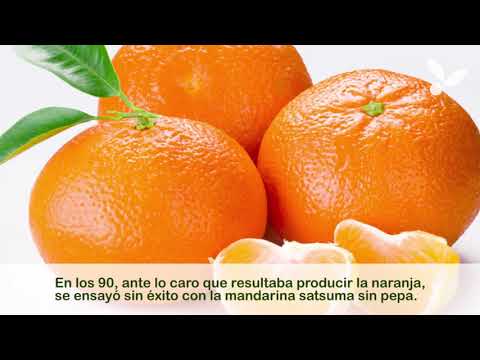 Huando, la mítica naranja peruana