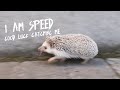 Little Hedgehog RUNS