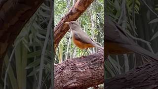 Lindo Sabiá Laranjeira Refletindo! Dia nublado e frio! #aves #pássaros