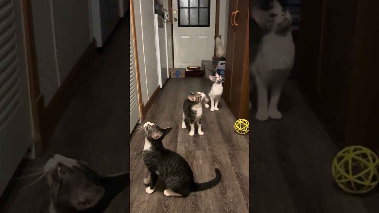 Enlarge Syd, a Adoptable mixed breed in Plymouth, MI video 6/6