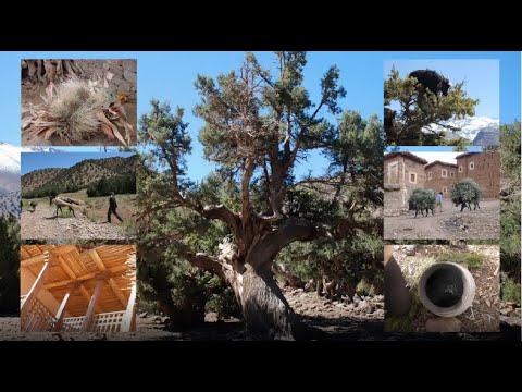 Maroc / Des arbres et des usages ..L' Agdal en Haut Atlas Berbères..