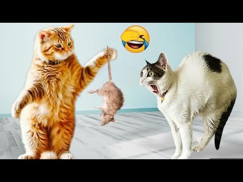 😹 Funniest Cats and Dogs Videos 🤣 Best Funny Cats Videos ❤️