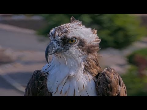 Iris The Osprey Perches Near Nest As Fall Migration Approaches – Aug. 18, 2025