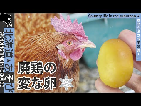 , title : '廃鶏を飼う_ヘンテコな卵'