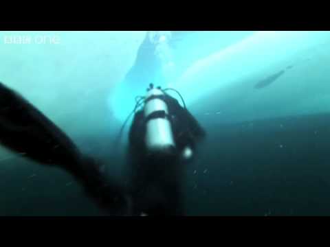 Web Extra: Commitment to the Cause - Nature's Great Events - BBC