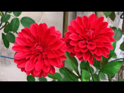 ABC TV | How To Make Dahlia Paper Flower With Shape Punch #1 - Craft Tutorial