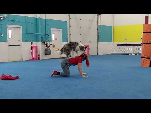 Crufts 2022 Freestyle Practice - last one before competition - Final draft