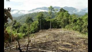 preview picture of video 'Deforestacion y forestacion.wmv'