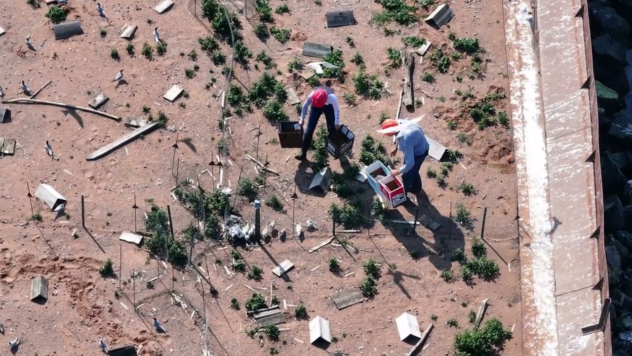Common Tern bird banding