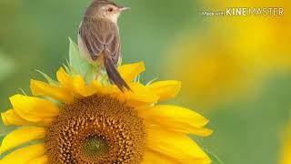 Download lagu Vaa vaa manjal malarae | RajadhiRaja | RAJINIKANTH | ILAIYARAJA | WHATSAPP STATUS | Bodaguru Rayal mp3 Download lagu Vaa vaa manjal malarae | RajadhiRaja | RAJINIKANTH | ILAIYARAJA | WHATSAPP STATUS | Bodaguru Rayal mp3