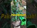 Cara Memakasa Pohon Mangga Berbuah Dalam Pot Kecil! #grafting #mangografting #mangobonsai