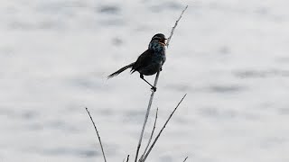 ウグイスのさえずりと太田川