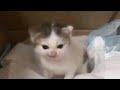 German Cat Meme Original Das War Ein Befehl Cat Meme