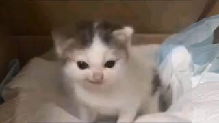 Download lagu German Cat Meme Original / Das war ein Befehl Cat Meme mp3