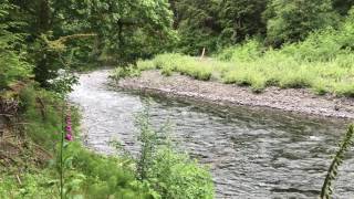 Blue Heron Lodge & Cabin Riverfront Picnic Area on Sol Duc River - Forks, WA