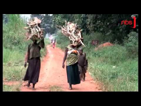 Save Lives, Conserve Environment with Agroforestry