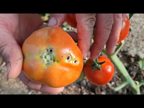 Get Rid Of Caterpillar Worms And Mining Moths From Tomatoes With This 100% Natural Solution
