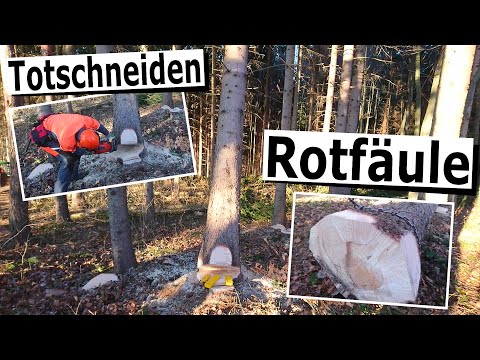 Der Aufhängerschnitt - Wie macht man weiter?