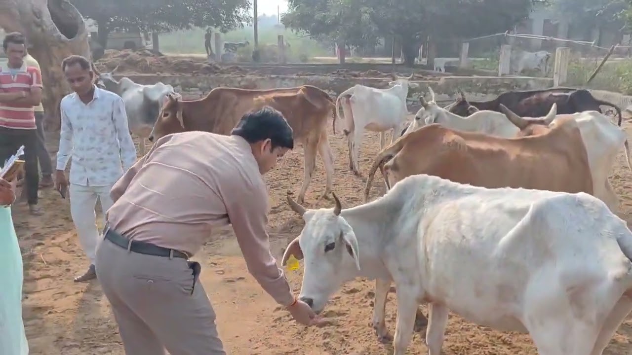 आज जिलाधिकारी डाॅ राजेन्द्र पैंसिया द्वारा गौ संरक्षण केन्द्र का निरीक्षण किया गया|