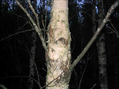 Podcast 4 osa 1 - visakoivikossa