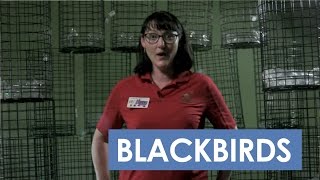 Blackbird Nuisance Birds in you Backyard!