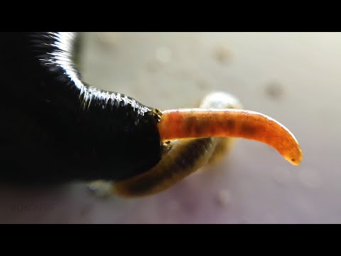 Horse-Leech Eating Earthworm MACRO